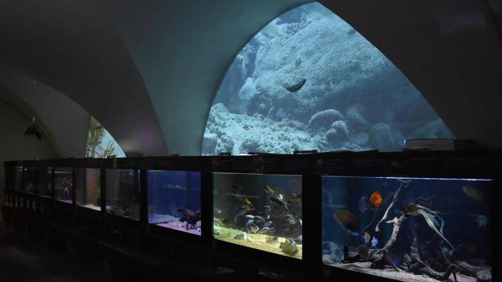 La visita all’acquario è un tuffo nel profondo dei laghi africani