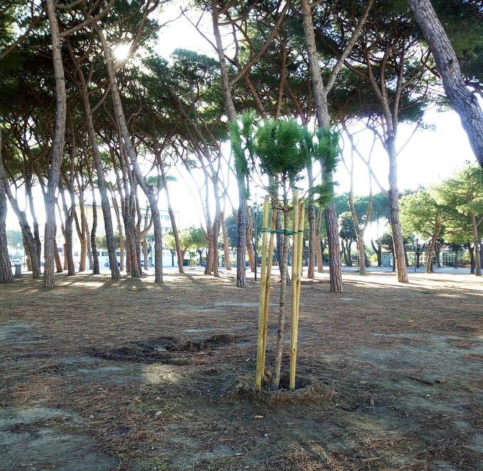 Cento nuovi alberi al Forte iniziata la piantumazione 