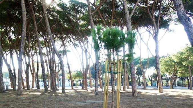Cento nuovi alberi al Forte iniziata la piantumazione