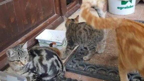 Morì nell’incidente, i gattini di Cesare cercano ancora casa