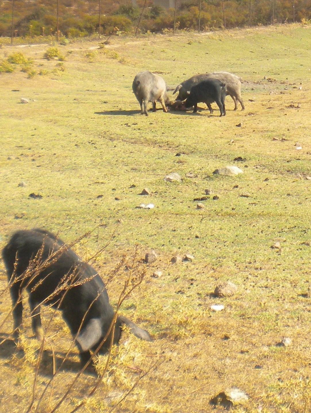 Villagrande e Talana, abbattuti altri 215 maiali 