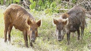 Una coppia di cinghiali e cacciatori coi loro cani durante una battuta di caccia al cinghiale