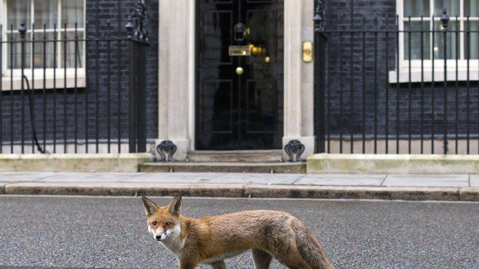 Spuntano una volpe rossa in centro a Londra e un intruso nel presepe
