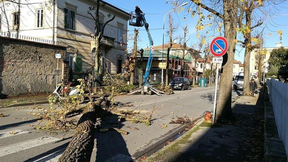 Cancellati gli alberi in due strade del centro A primavera nuovo look