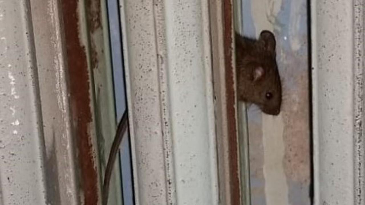 Topolini nelle aule e nei corridoi