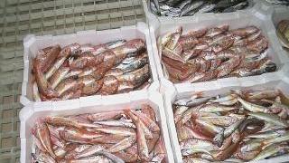 Prosegue l’attività di vigilanza sulla filiera della pesca