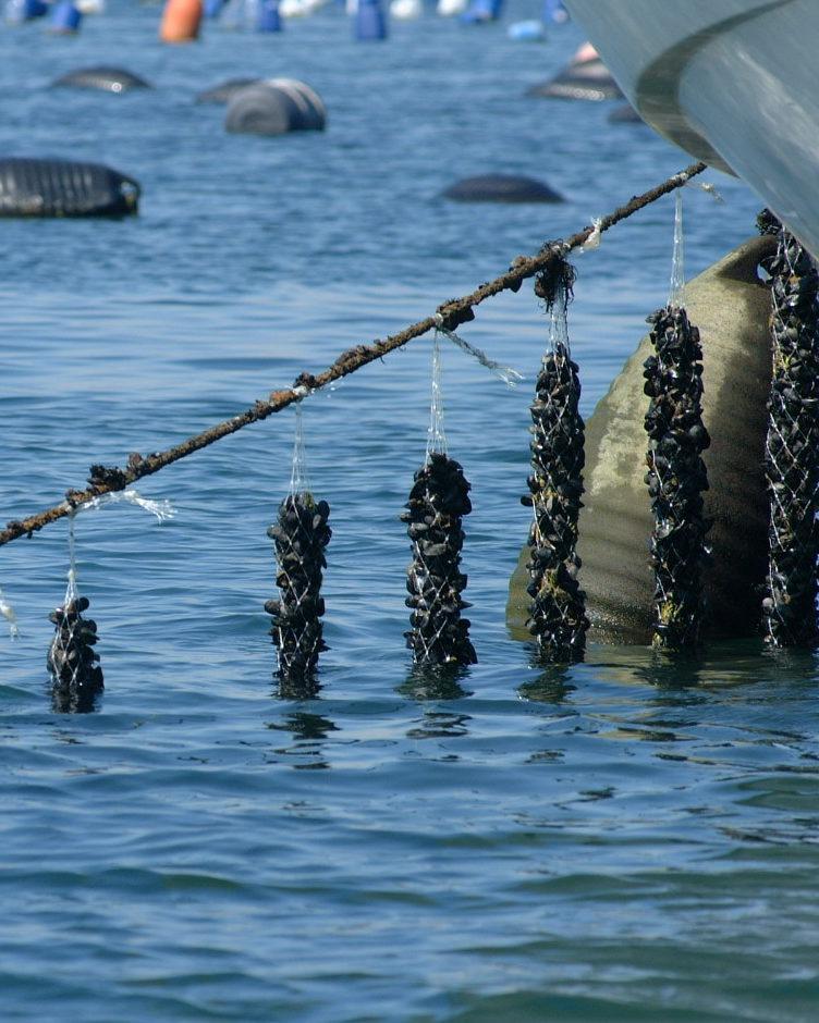 Cozze Nieddittas: nessun inquinamento da vibrione del colera