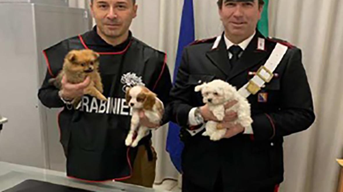 I cuccioli salvati dai carabinieri
