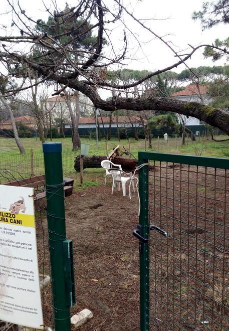 «Albero caduto in estate e nessuno lo rimuove»