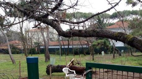 «Albero caduto in estate e nessuno lo rimuove»