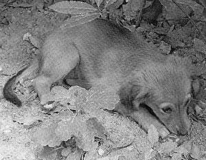 Massacrò una cagnolina: condannatoa pagare di 10mila euro più 5mila alla Lav