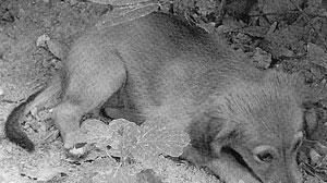 Massacrò una cagnolina: condannatoa pagare di 10mila euro più 5mila alla Lav