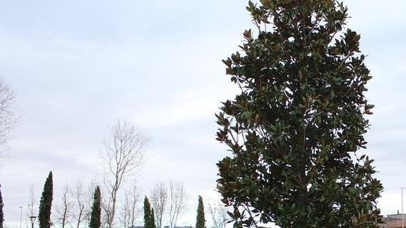 Regalata una magnolia alla scuola Roccon Rosso