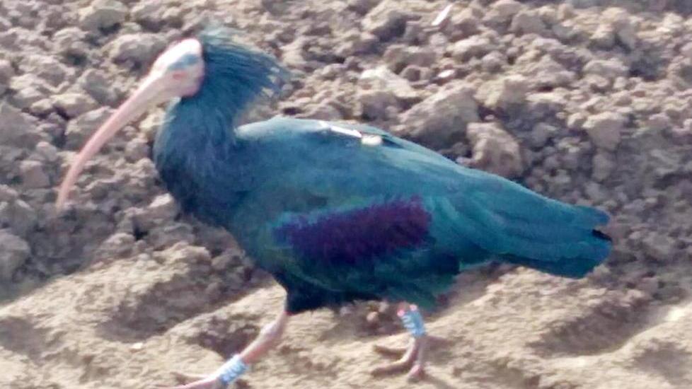 Donatello, ibis eremita a spasso tra S. Vincenzo e Campiglia Marittima