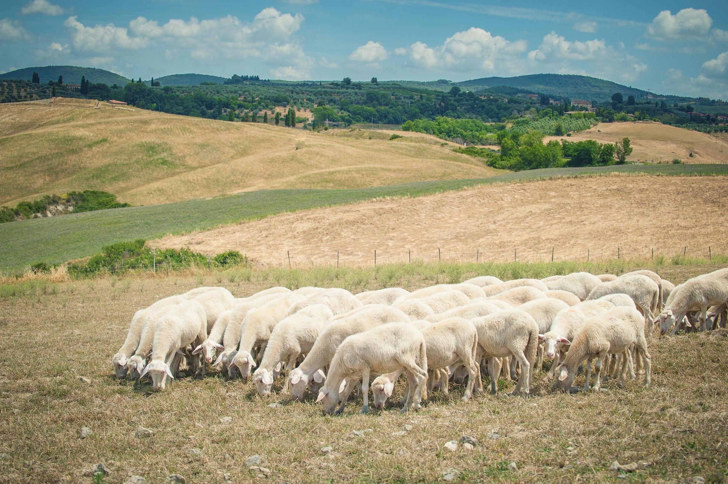 Crisi del latte ovi-caprino in Toscana, si va verso una soluzione