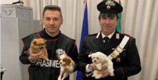Scoperto un traffico illecito di cani di razza: due denunce 