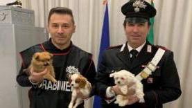 Scoperto un traffico illecito di cani di razza: due denunce