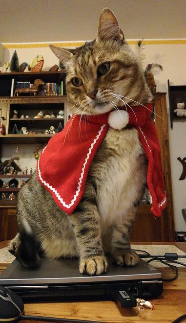 MigliorGatto vi augura un Natale di coccole