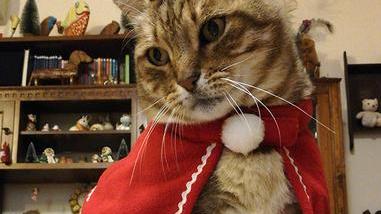 MigliorGatto vi augura un Natale di coccole