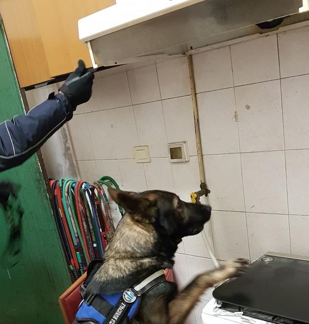 Il cane Victor trova droga nella cappa della cucina