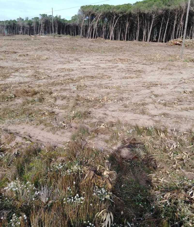 La Lipu: Torregrande devastata, Comune sotto accusa