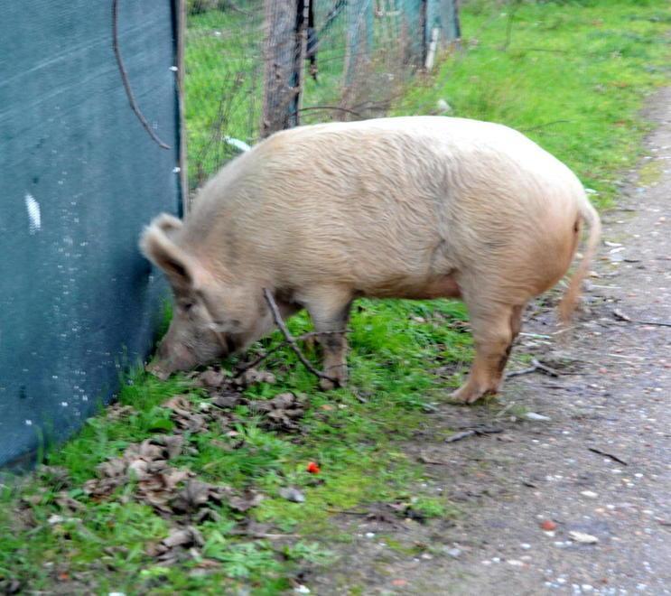Cristina, la scrofa girellona scappa e vaga per strada. Poi arrivano i carabinieri 