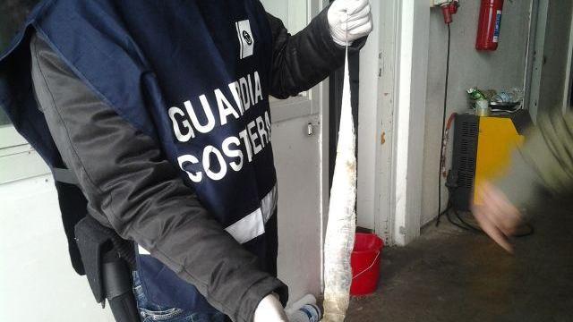 Pesce sequestrato in una pescheria di Prato