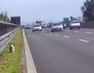 Cani abbandonati in autostrada vagano impauriti, traffico in tilt per ore