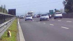 Cani abbandonati in autostrada vagano impauriti, traffico in tilt per ore