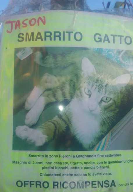 Tanti gatti spariti Paura a Camigliano 