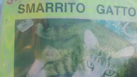 Tanti gatti spariti Paura a Camigliano