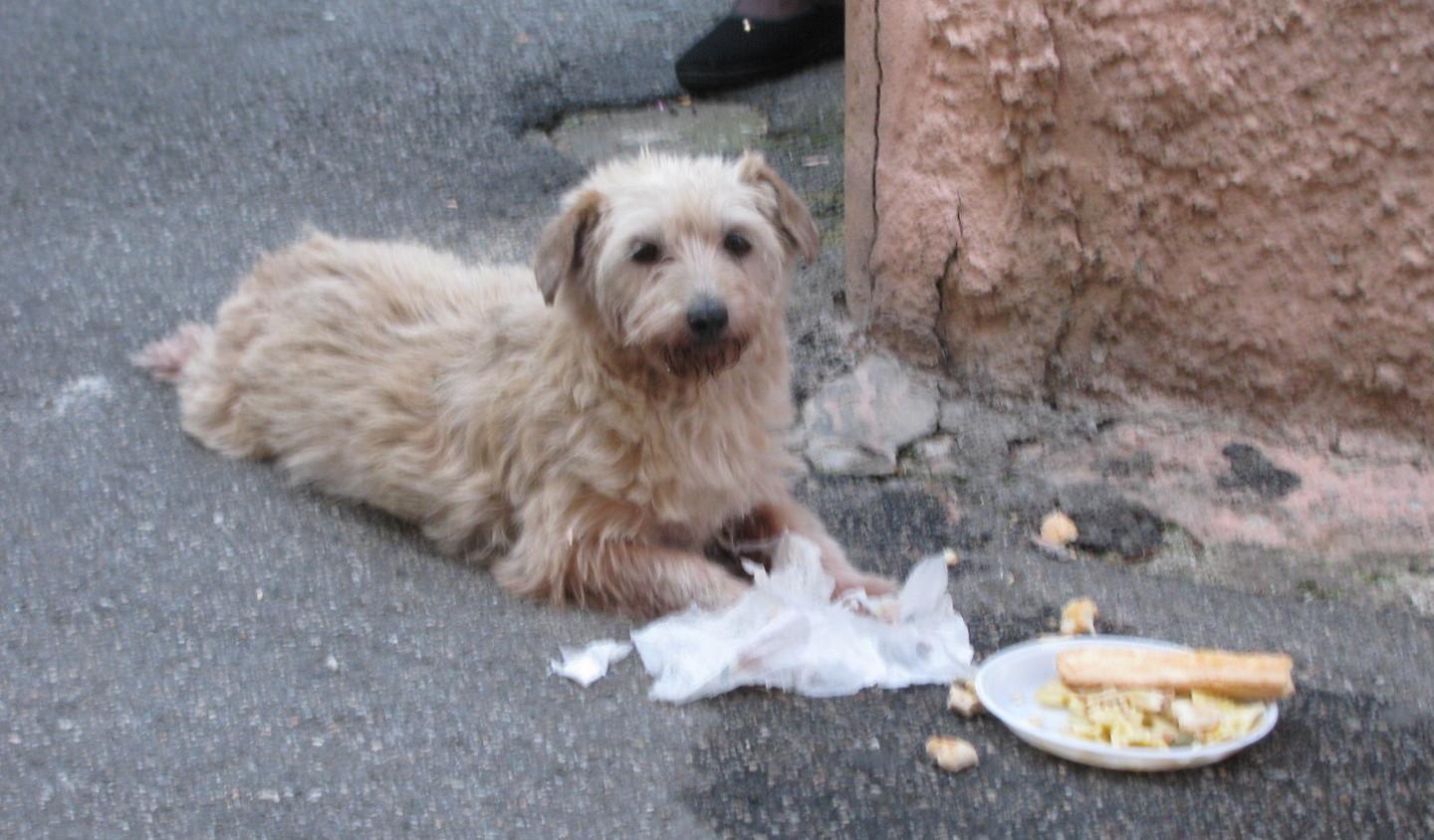 Birori, quattromila euro per far sterilizzare i cani 