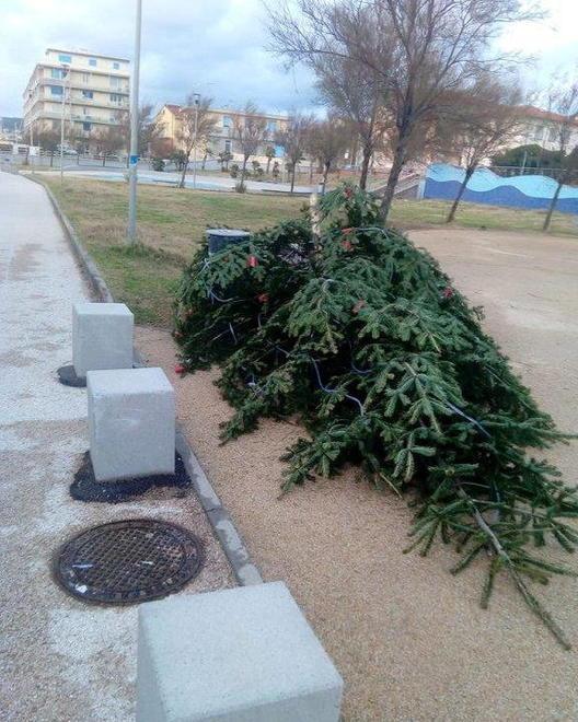 L'albero sul lungomare Monte alla Rena abbattuto dai vandali