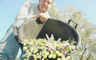 <strong>Gli effetti della crisi.</strong> La produzione di olio nelle zone di Vada e Solvay è scesa del 40%