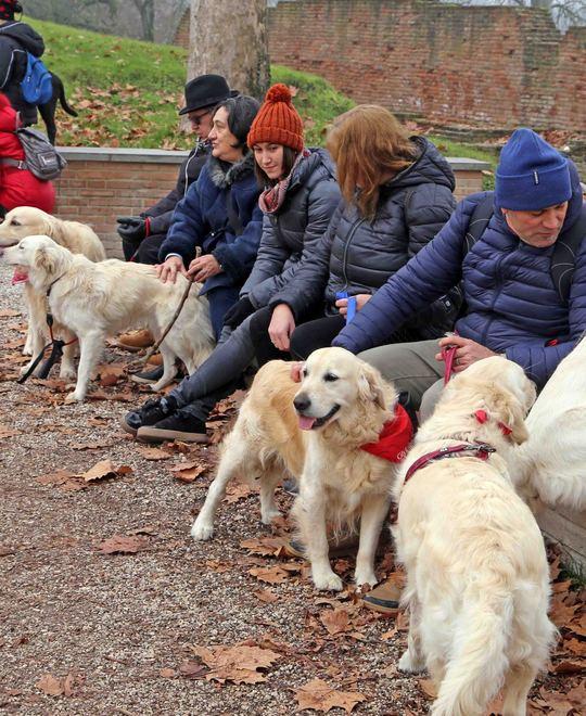 La carica dei Golden Un raduno con i cani