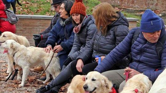 La carica dei Golden Un raduno con i cani
