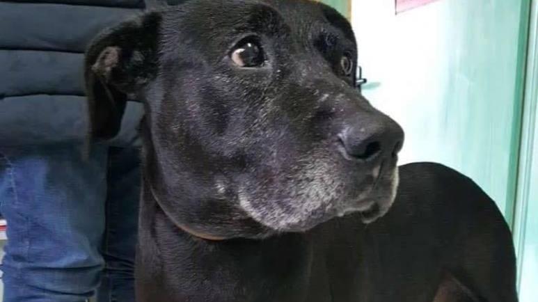 Jack, sui 30 kg (è grassottello), 13 anni, si trova in rifugio dopo che il padrone di Montepiano è morto.
Cerca molto il contatto umano essendo abituato a vivere in simbiosi con il suo vecchio padrone. E' un gran mangione