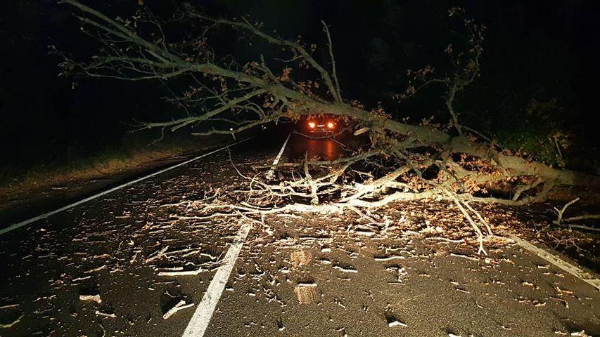 L'albero che si è abbattuto sulla strada