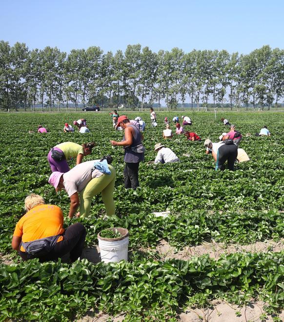 Oltre cinque milioni per l’innovazione e la sostenibilità nel settore agricolo 