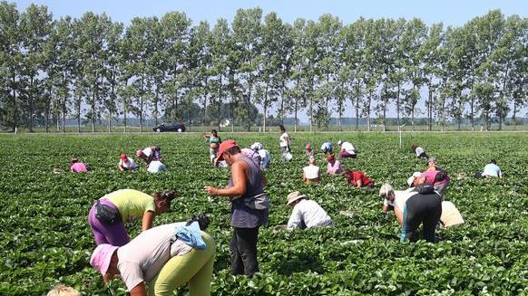 Oltre cinque milioni per l’innovazione e la sostenibilità nel settore agricolo