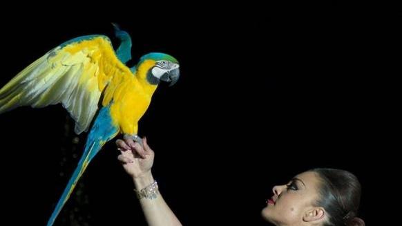 Tutti in pista a San Silvestro con il veglione del circo Orfei