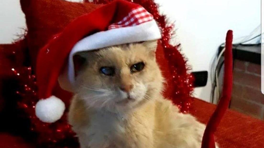 La micia di quasi 32 anni