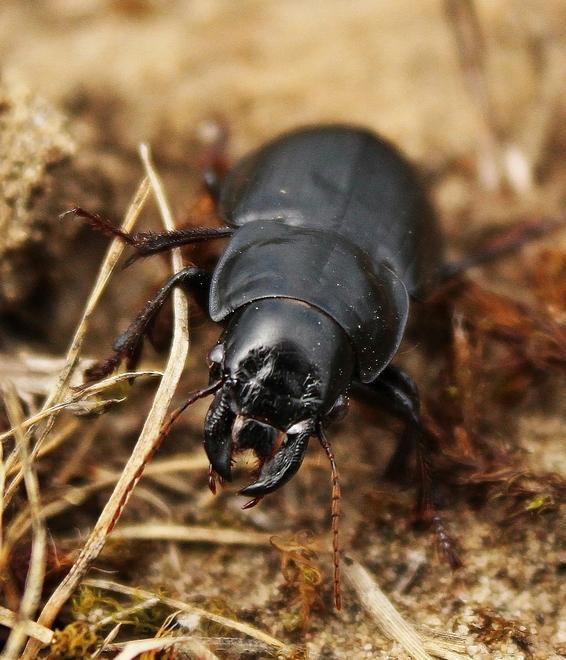 L’acinopo porta bene Riecco il coleottero a 25 anni di distanza 