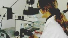 <strong>LABORATORIO.</strong> Una specialista al lavoro con il microscopio