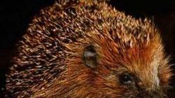 Il Wwf: quel cordolo provoca una strage di ricci