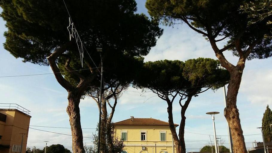 Stazione, condannati i pini c’è l’ok per l’abbattimento