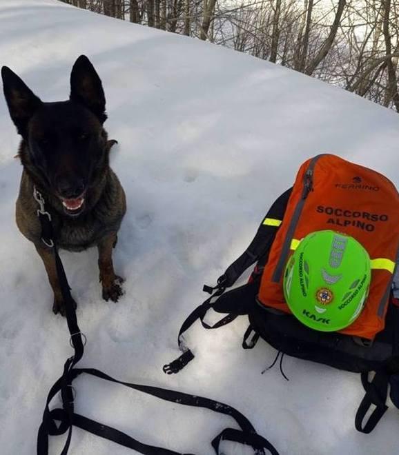 Appello per ritrovare il cane soccorritore