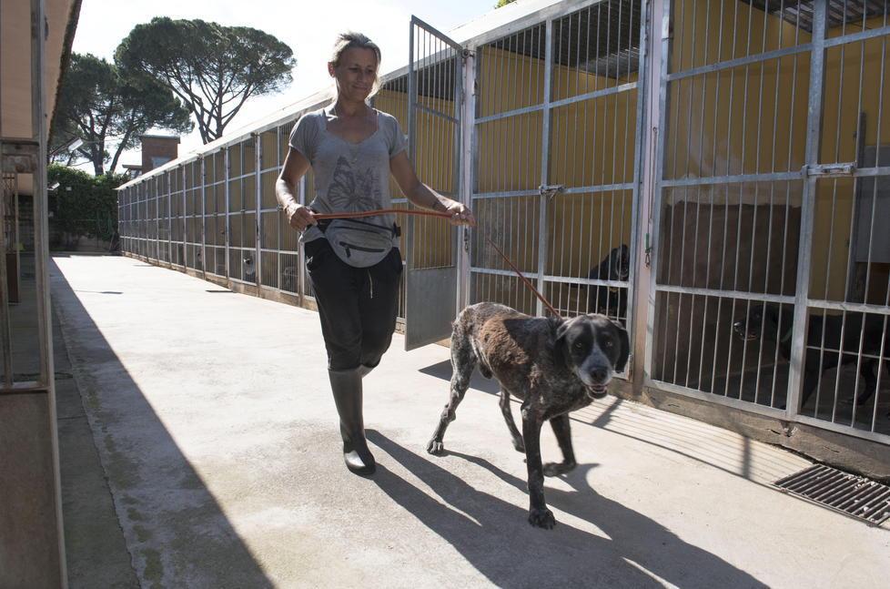 «Canile fuori regola», Enpa contro Comune 
