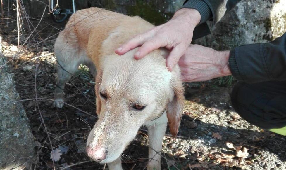Fuggiti per i botti finiscono nei guai Salvati due cani 