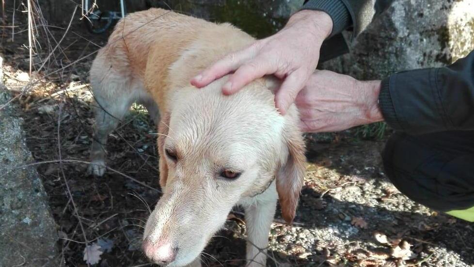 Fuggiti per i botti finiscono nei guai Salvati due cani